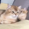 Mix animales 8 19