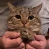 Mix animales 4 25
