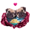 Mascotas🐩2🇲🇽Movi 20