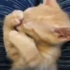 Mix animales 3 26