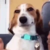 Mix animales 8 21