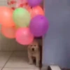 Mix animales 8 22