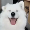 Mix animales 8 23