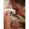 Mix animales 8 24