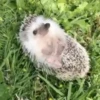 Mix animales 8 25