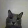Mix animales 4 26