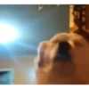 Mix animales 8 26