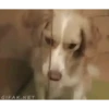 Mix animales 4 29