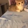 Mix animales 8 28