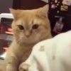 Mix animales 8 29