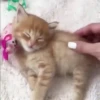Mix animales 8 30