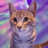 Gatitos(Full Color)💞1🇵🇪Movi 8
