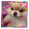 PiChIChOS MIX 5✨️🐶 9