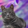 Gatitos(Full Color)💞1🇵🇪Movi 16