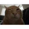 animal emotes 11