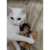 plushie 6