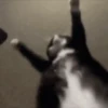 animal emotes 15