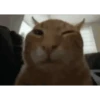 animal emotes 16
