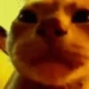 animal emotes 17