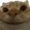 animal emotes 18