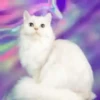 Gatitos(Full Color)💞1🇵🇪Movi 19