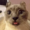 animal emotes 22