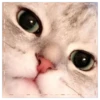 PiChIChOS MIX 4✨️🐶 14