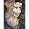 plushie 9