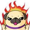 Pug Kar 6
