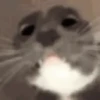animal emotes 25