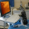 CATS AGAIN 5