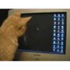 CATS AGAIN 6