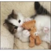 plushie 11