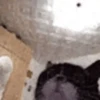 animal emotes 27