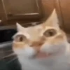 animal emotes 28
