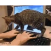 CATS AGAIN 8