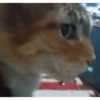 animal emotes 29
