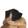 animal emotes 30
