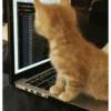 CATS AGAIN 9