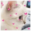 PiChIChOS MIX 4✨️🐶 28