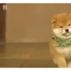 Funny Cats & Dogs 💖MOV 5