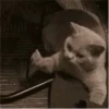 Funny Cats & Dogs 💖MOV 6