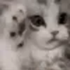 Funny Cats & Dogs 💖MOV 7