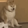 Funny Cats & Dogs 💖MOV 8