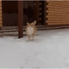 funny cats by genie 5