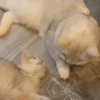 IG: @Mashu.cat 5