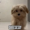 TT 📱7 Perritos 🐕 💖 MOV 6