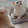 IG: @Mashu.cat 6