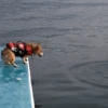 Funny Cats & Dogs 💖MOV 9