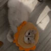IG: @Mashu.cat 7
